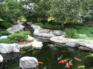 tư vấn vệ sinh hồ cá koi