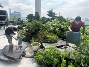 Vệ sinh hồ cá koi chuyên nghiệp