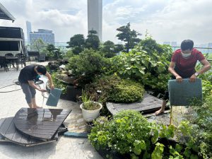 Vệ sinh bể lọc hồ cá